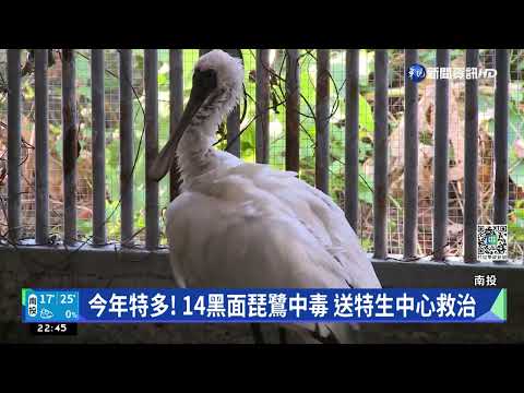 雨水少肉毒桿菌濃?! 14黑面琵鷺中毒釀4死