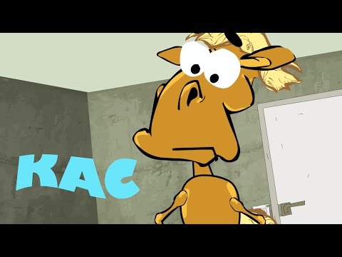 KOŃ RAFAŁ - COŚ STUKA, KAC