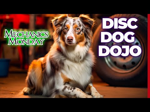 Mechanics Monday: Setting the Flank, Primal Games & SetUp Moves | DiscDog Dojo #132  🐶🥏🥋🛠️