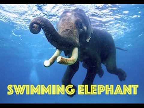 Swimming Elephant HD by Freedom Divers, Phuket