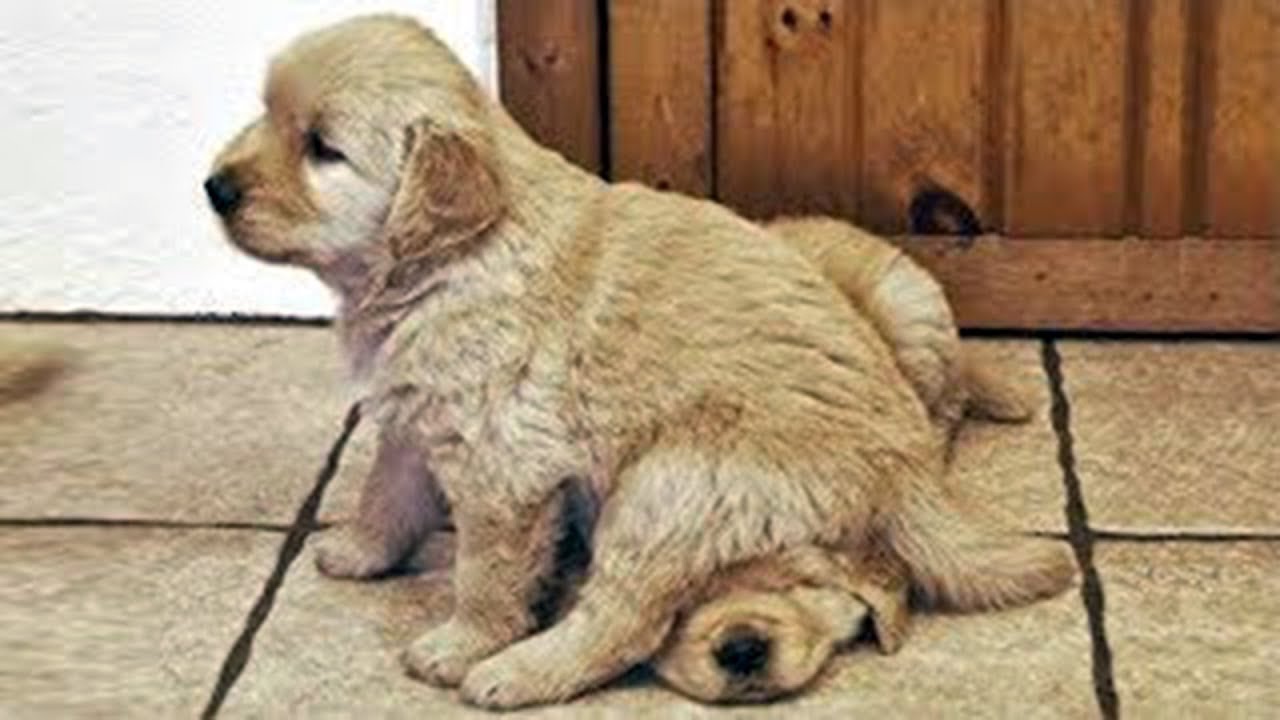 ♥かわいい犬と猫面白いことP30♥ペットかわいい動画2019