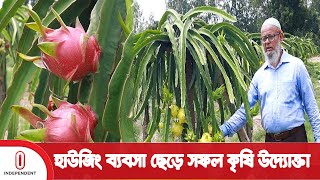 ড্রাগন চাষে ঠাকুরগাঁও এর চাষীর সাফল্য