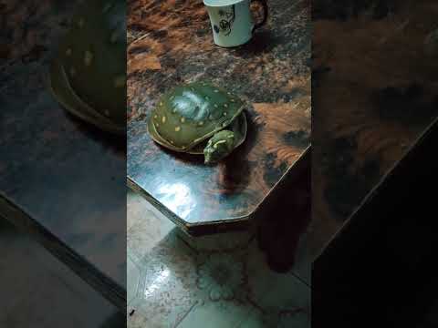 Tortoise at table @UBU 131001