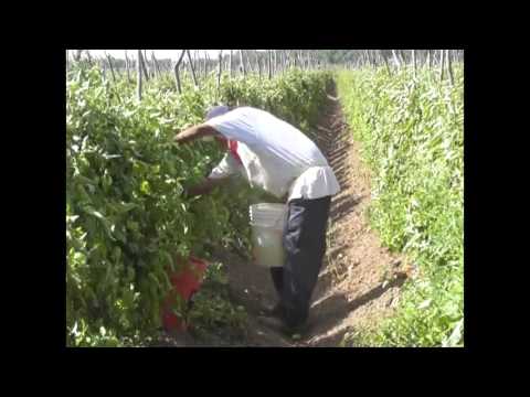 Cortes y envío de legumbres va a la baja