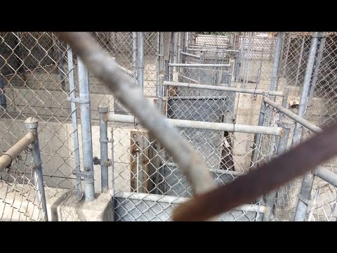 TDW 1133 - Abandoned Veterinarian Office / Animal Shelter