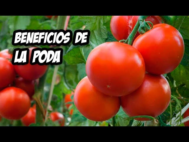 Los Beneficios de la Poda del Tomate en tu Huerta