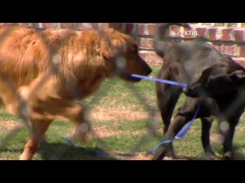 Blind Golden Retriever gets Guide Dog