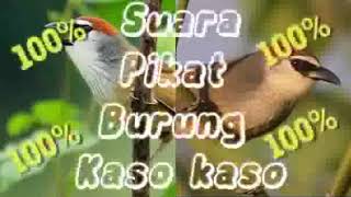 Download lagu Suara pikat burung KASO KASO/TEPUS||MP3 pikat semua jenis burung kecil!! mp3