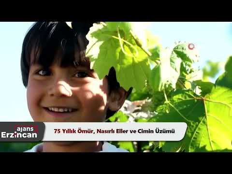 75 Yıllık Ömür, Nasırlı Eller ve Cimin Üzümü