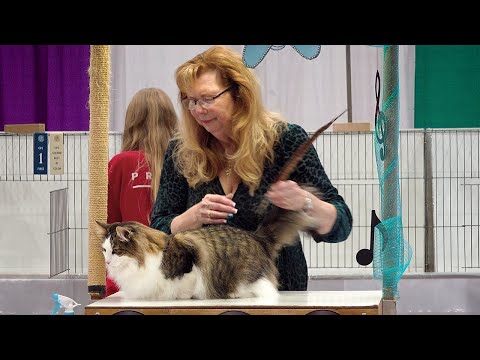 CFA International Show 2019 - Norwegian Forest Cat alters