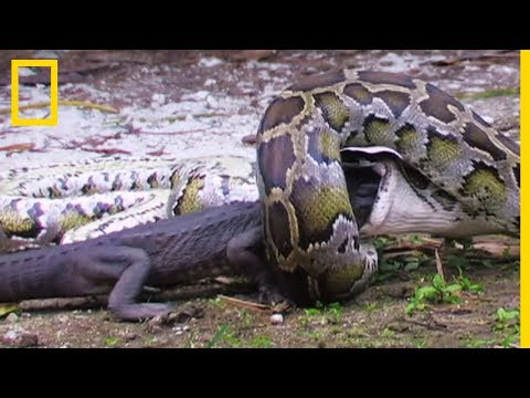 Un python dévore un alligator américain