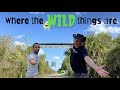 WHERE THE WILD THINGS ARE