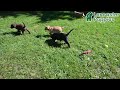 Labrador Retriever dogs for sale: Princess - Video 1