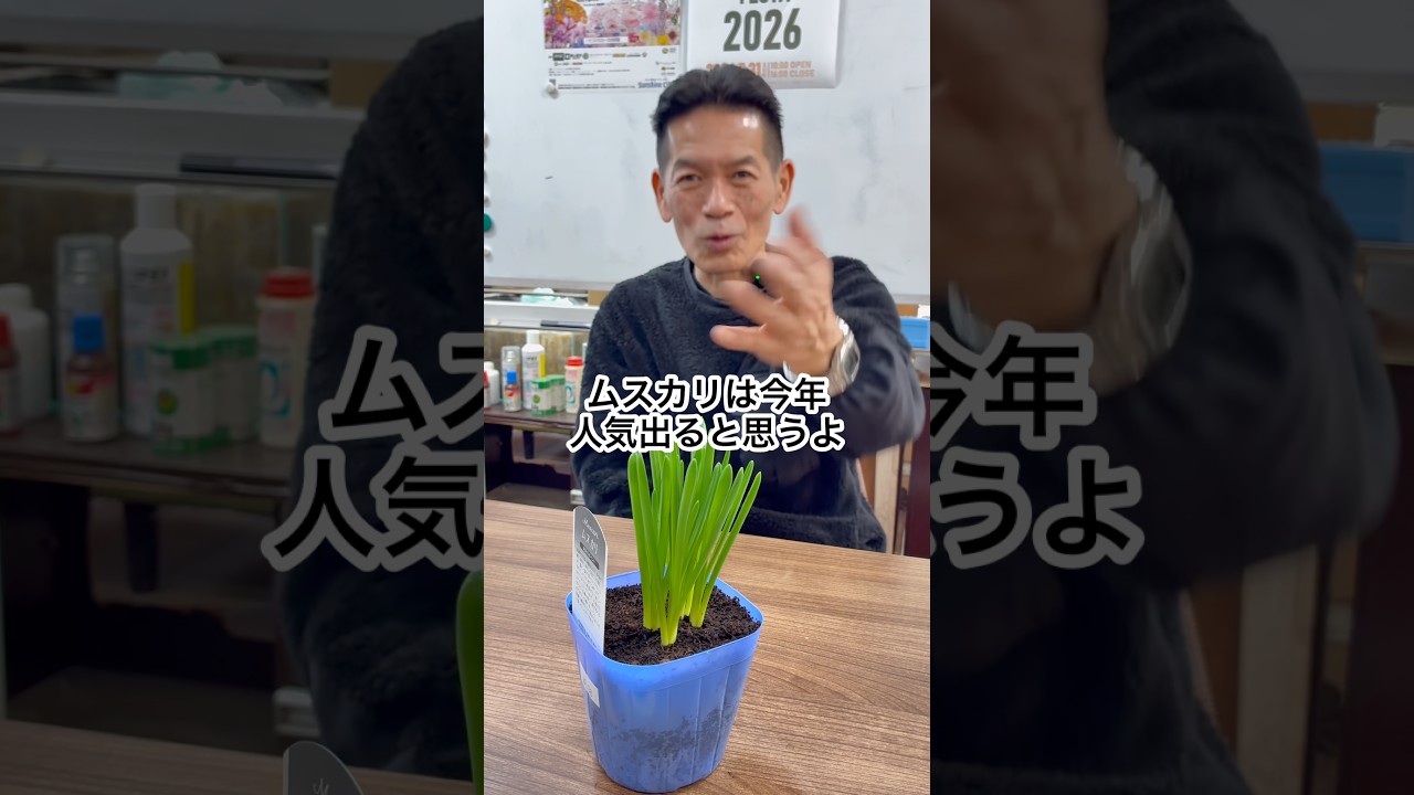 【ムスカリ】家の中で育てられる？ #ムスカリ