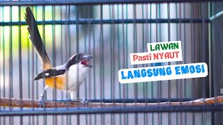 Download lagu Cendet Gacor Full Isian! Pancingan dan Masteran Cendet Malas Bunyi Aagr Mau Gacor mp3