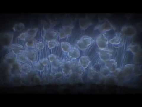 NERVE / ПРИМ -   COSMOS