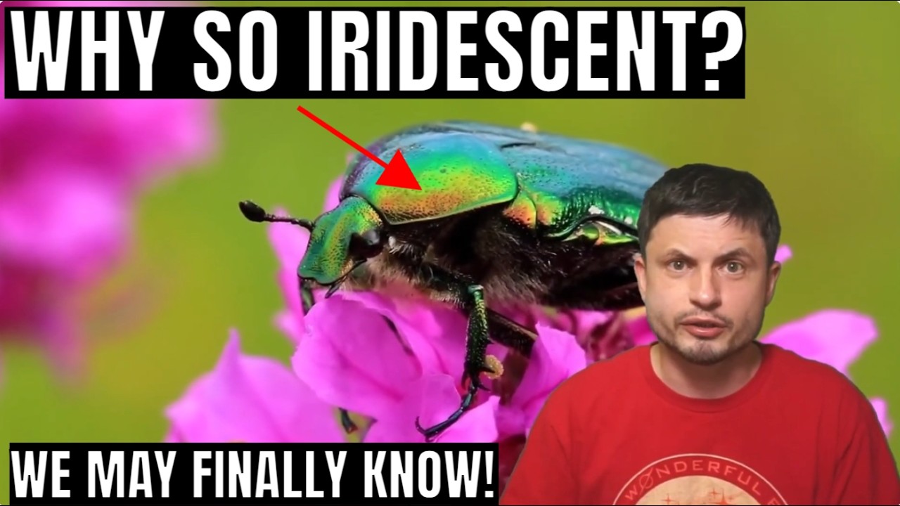 So, Why ARE Some Bugs Iridescent?