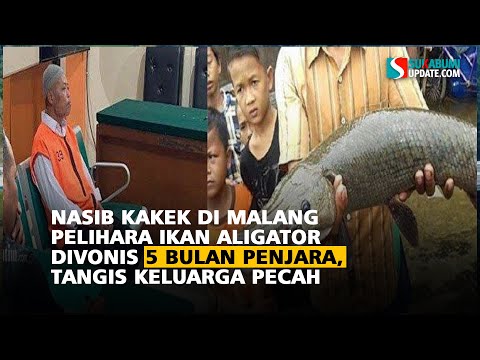 Nasib Kakek di Malang Pelihara Ikan Aligator Divonis 5 Bulan Penjara, Tangis Keluarga Pecah