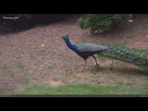 Peacock on the loose in Houston County