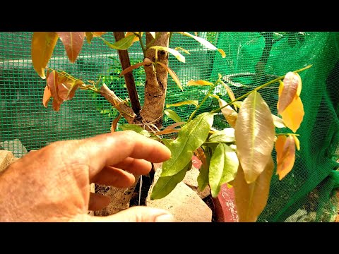 Cách chăm sóc phôi mai để lúc nào cũng xanh và cây khỏe