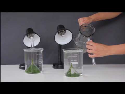 Experiência sobre gases envolvidos na fotossíntese