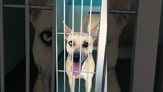 Video preview image #1 Labrador Retriever-Unknown Mix Puppy For Sale in Pasadena, CA, USA