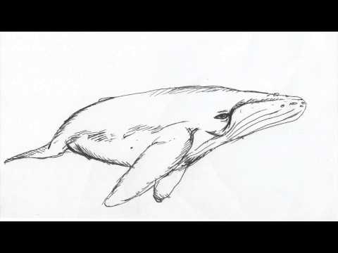 Slamgasten Onegi - Whale