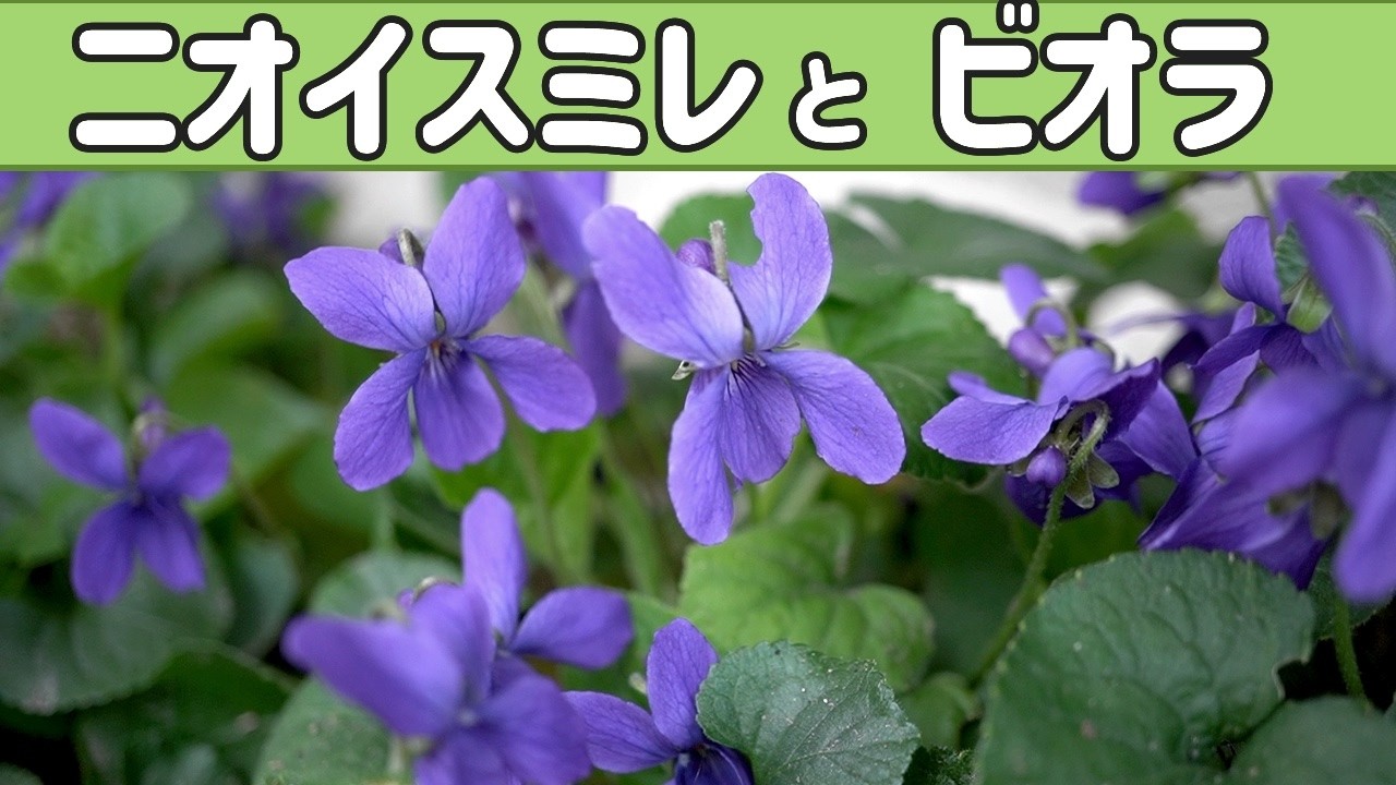 ニオイスミレと ビオラと ビオラの開花（3月）