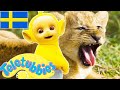Teletubbies Svenska Säsong 9 Episod 214 Visar För Barn