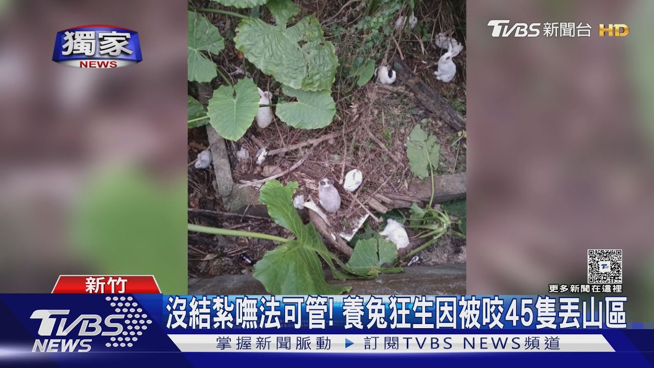 沒結紮嘸法可管! 養兔狂生因被咬45隻丟山區 動保人士深夜救援