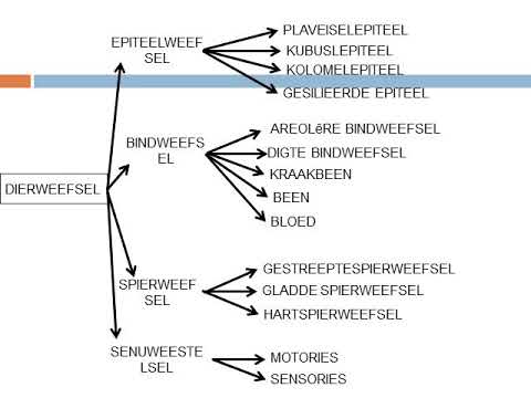 LEWENSWETENSKAP GRAAD 10: 19 Augustus 2020 - periode 7 (19107)