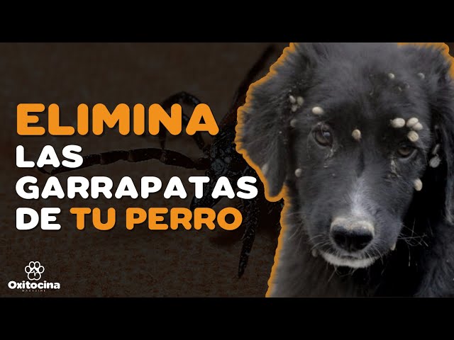 Vídeo relacionado con CSJ Billy No Mates - Una mezcla de hierbas naturales para repeler eficazmente pulgas, garrapatas y ácaros | 325 g