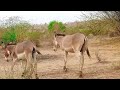 Donkey Desire In Daily Life Donkey Mating
