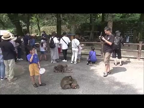 ``Los monos eran tan lindos'' El monte Takasaki también está lleno de visitantes que regresan de su ciudad natal en Oita.