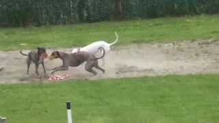 preview picture of video 'allenamento whippet'