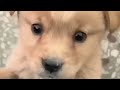 Bejubaan Jaanwar Ki Seva Helping Street Animals Streetdogs Doglove Viralvideo Dogs