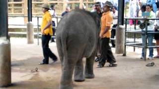 preview picture of video 'SRI LANKA PINNAWALA ELEPHANT ORPHANAGE  travelviews 930 by sabukeralam & travelviewsonline'