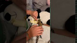 Blue-Tongued Skink Reptiles Videos