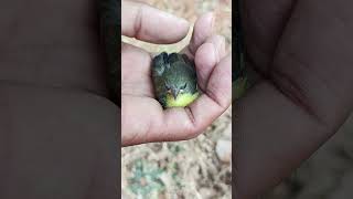Download lagu 🥰🥰 Burung kolibri bayi yang cantik #shorts #viral #video #youtube #short #trending #bird mp3