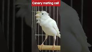 Download lagu Burung kenari jantan memanggil betina ✅❤️ #burungbernyanyi #suarakawin #burungkenari #burung #burungkenaribernyanyi #burungkenari mp3