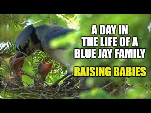 A Day in the Life of a Blue Jay Family | Raising Babies ( A Short Film)