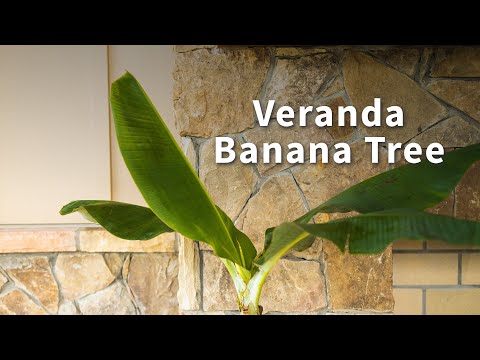 Veranda Banana Tree | Fast Growing Trees
