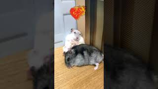 Download lagu 🐹 Dzungarian Hamsters Making Babies!!! 🐹🥰 #Shorts mp3