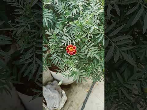 karam banthi November 6, 2022