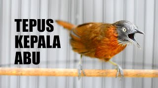 Download lagu MASTERAN TEPUS KEPALA ABU GACOR mp3