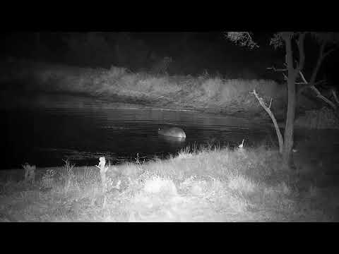 Djuma: Hippo returns to the dam - 05:10 - 07/25/21