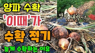 양파수확시기 이때가 수확적기 양파 수확 늦을수록 좋은 이유 양파크게키우는방법 가을에 양파 한판 심어 크고 맛…