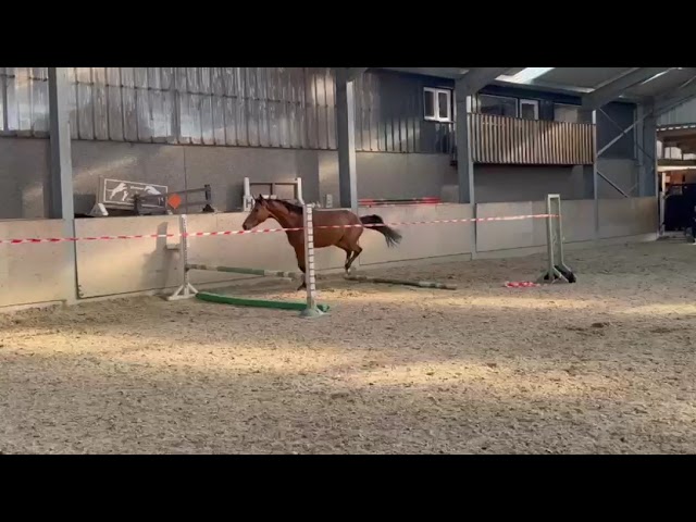 Hengst Zangersheide Te koop 2023 Donker bruin / bai ,  HEARTBREAKER
