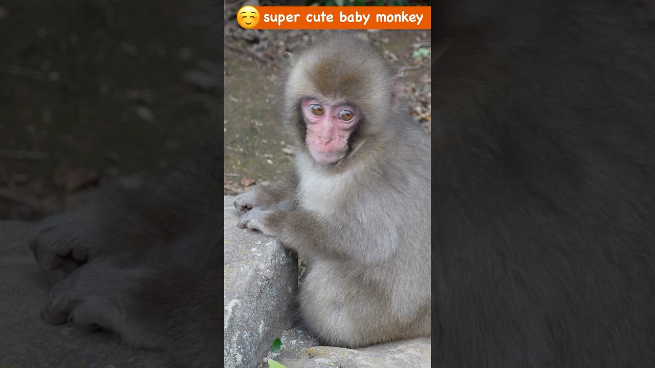 小豆島A群という野生の王国でみなしご猿テンテンとの出会いはパンチくん（punch）級の衝撃 #babymonkey #ニホンザル #お猿の国 #小豆島ワイルドモンキーパーク #パンチくん #punch