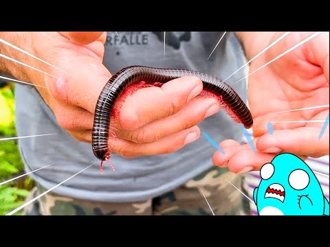 イタリアのローマで生き物を探すサメニンジャー！